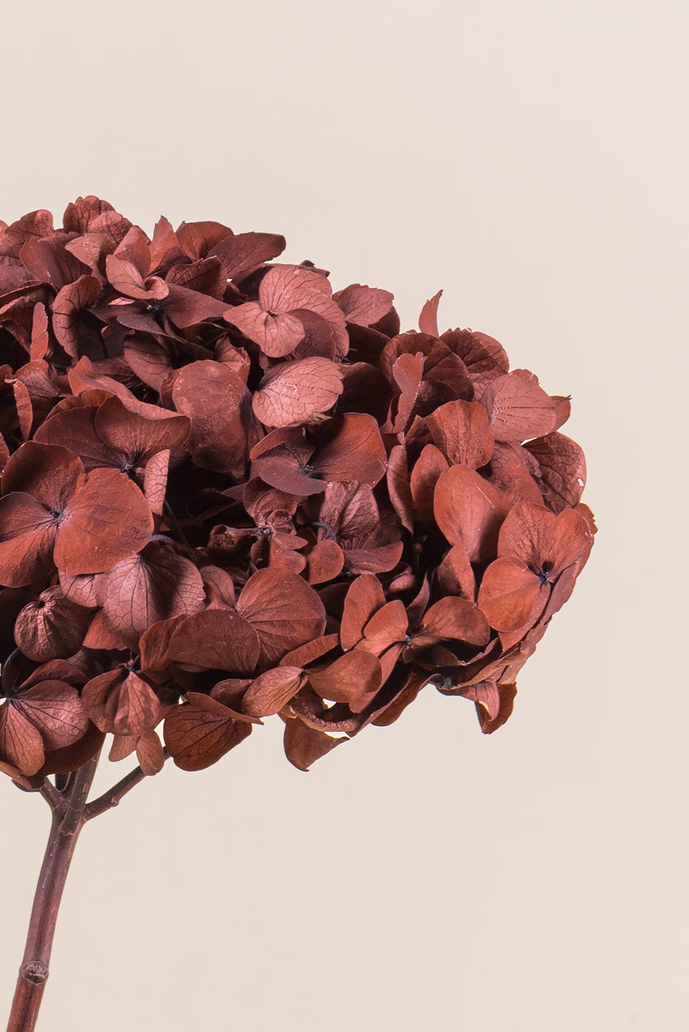 Hortensia Premium