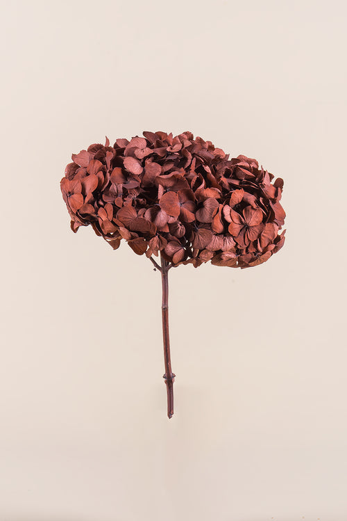 Premium Hortensie