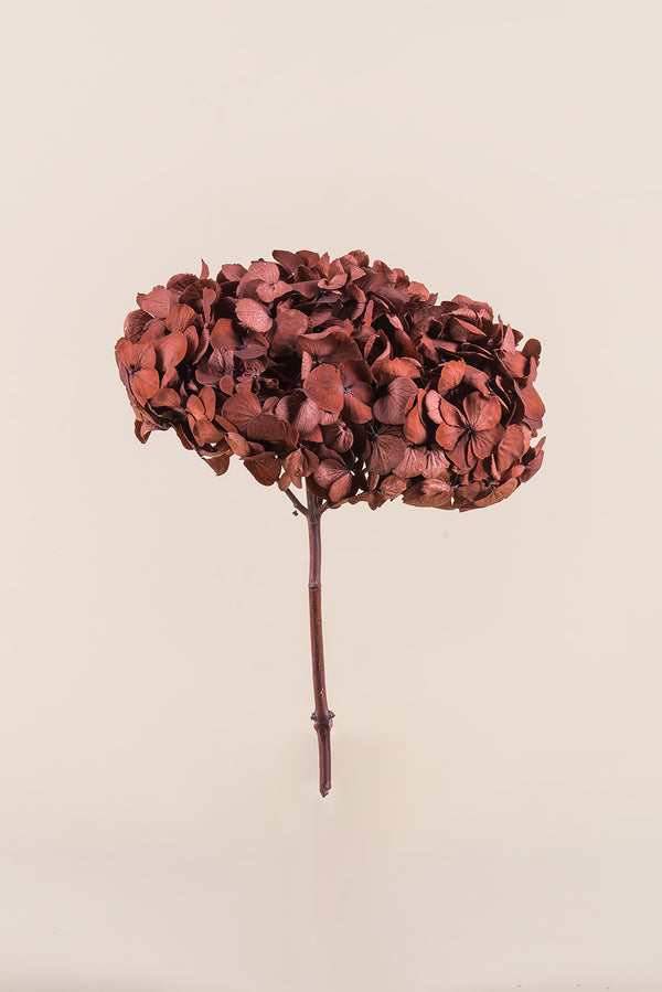 Premium Hydrangea