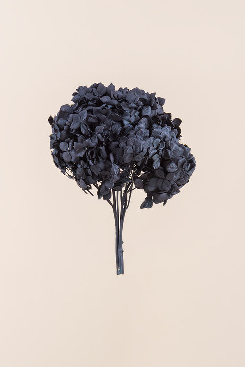 Standard-Hortensie