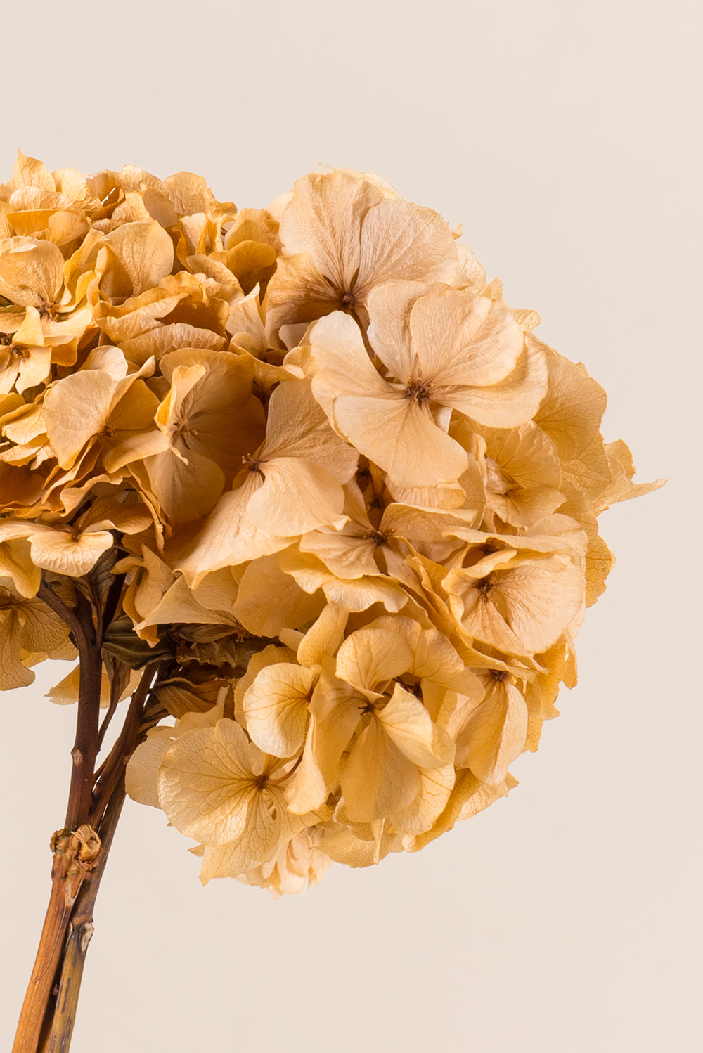 Hortensia Estándar