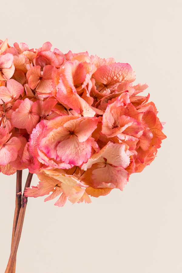 Hortensia bicolore