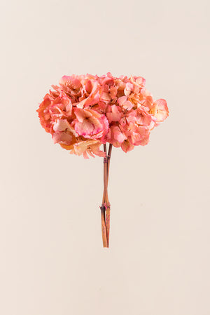 Bicolor Hydrangea