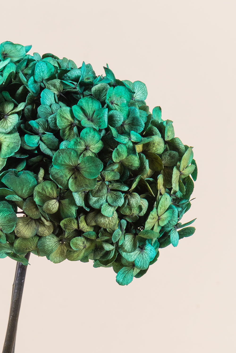 Hortensia Fusion