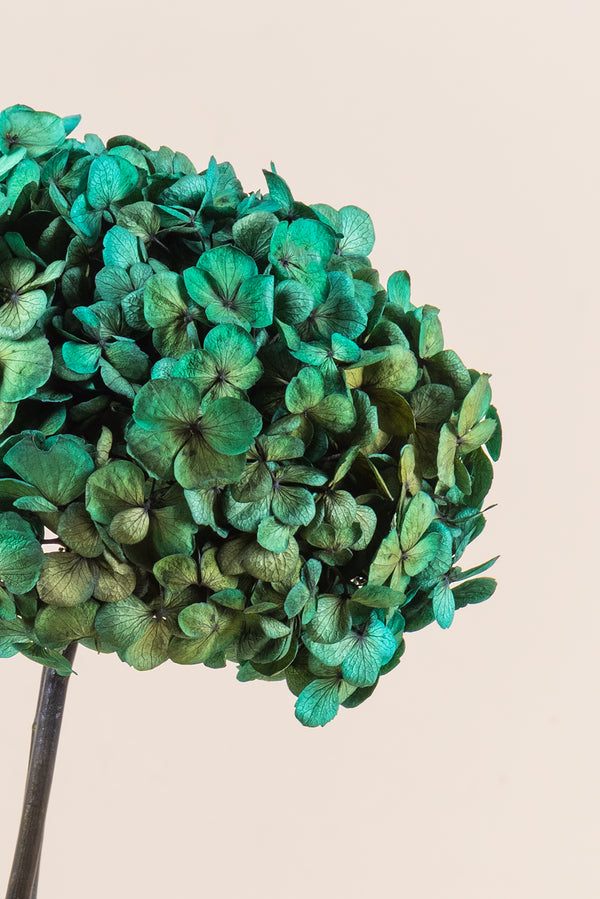 Fusion Hydrangea