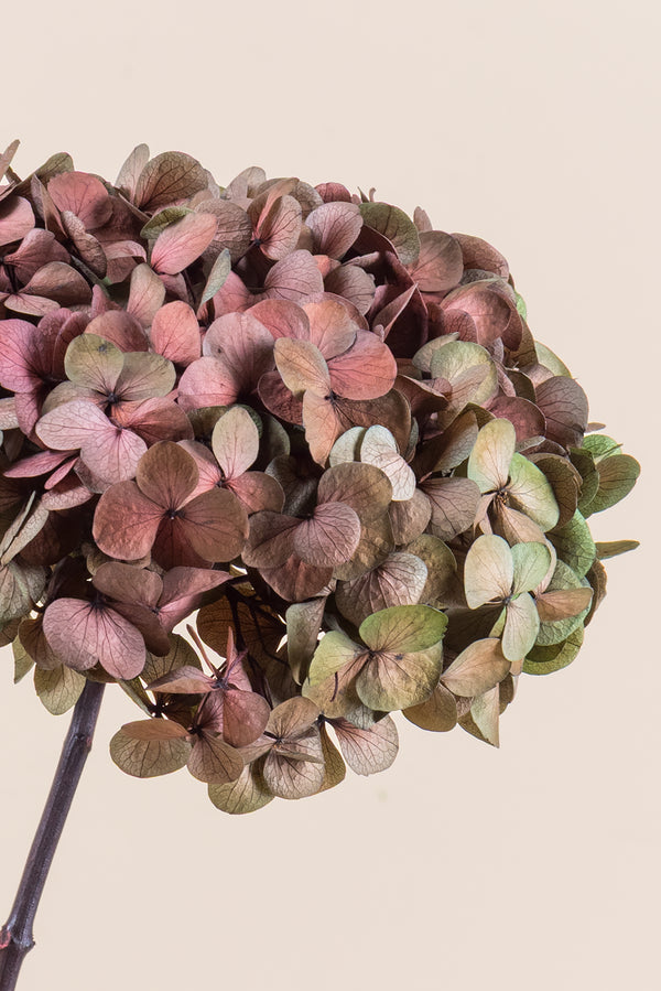 Fusion Hydrangea