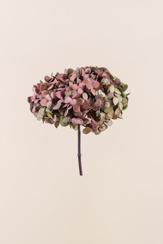 Fusion Hydrangea