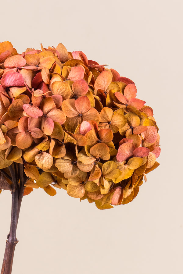 Fusion Hydrangea