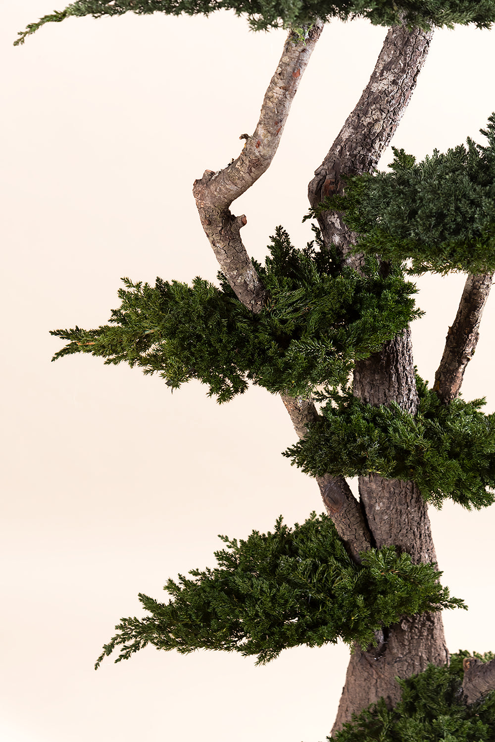 Juniperus Procumbens