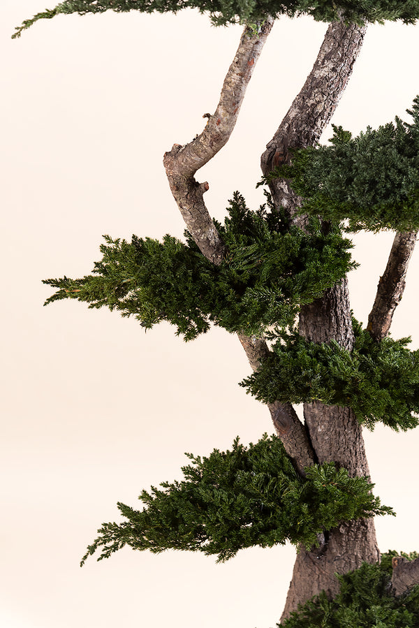 Juniperus Procumbens