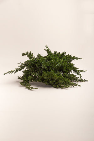Juniperus Procumbens