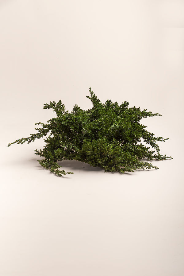 Juniperus Procumbens