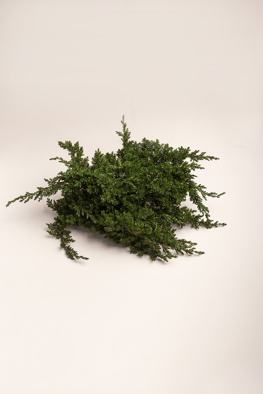 Juniperus Procumbens