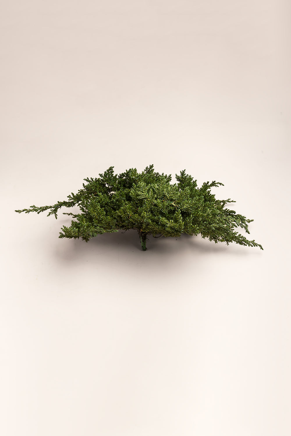 Juniperus Procumbens