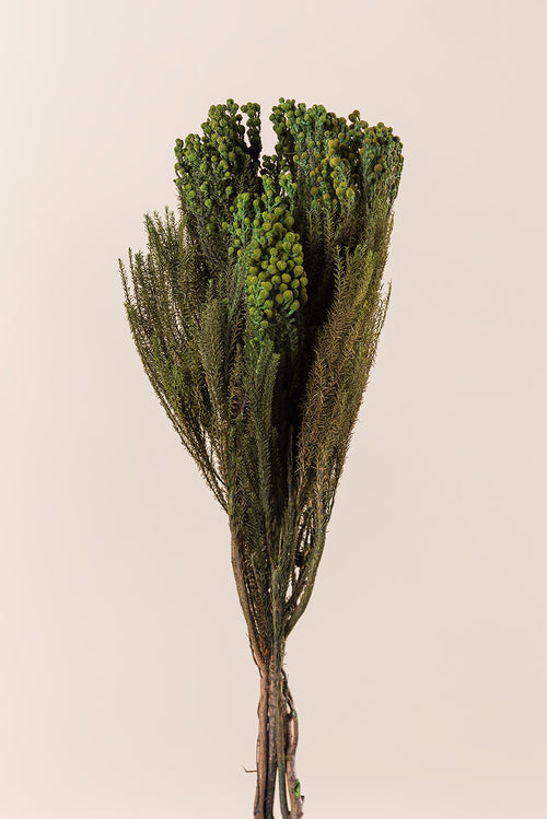 Lanuginosa
