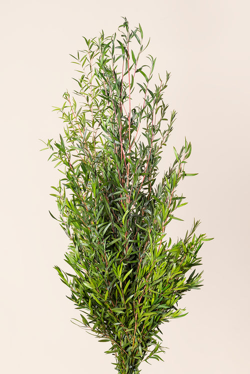 Lepto Lungifolia