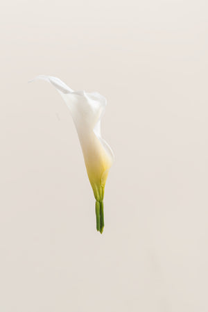 Mini Callas - Box 5 heads