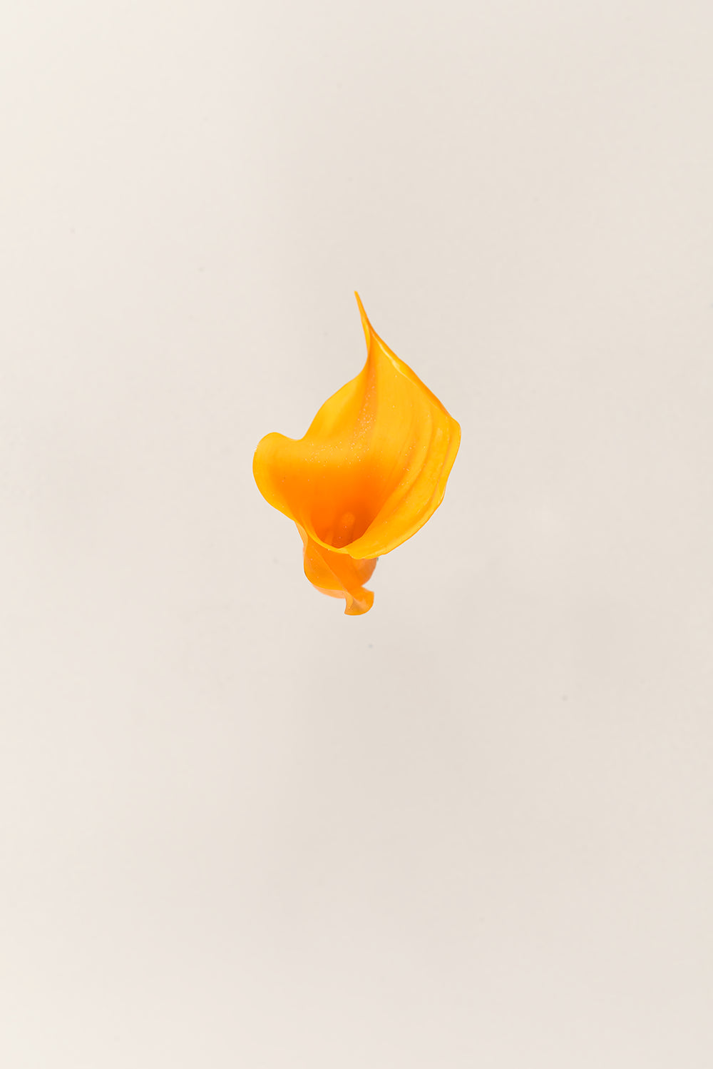 Mini Callas - Box 5 heads
