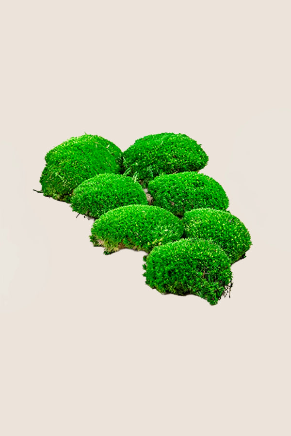 Polemoss W-box
