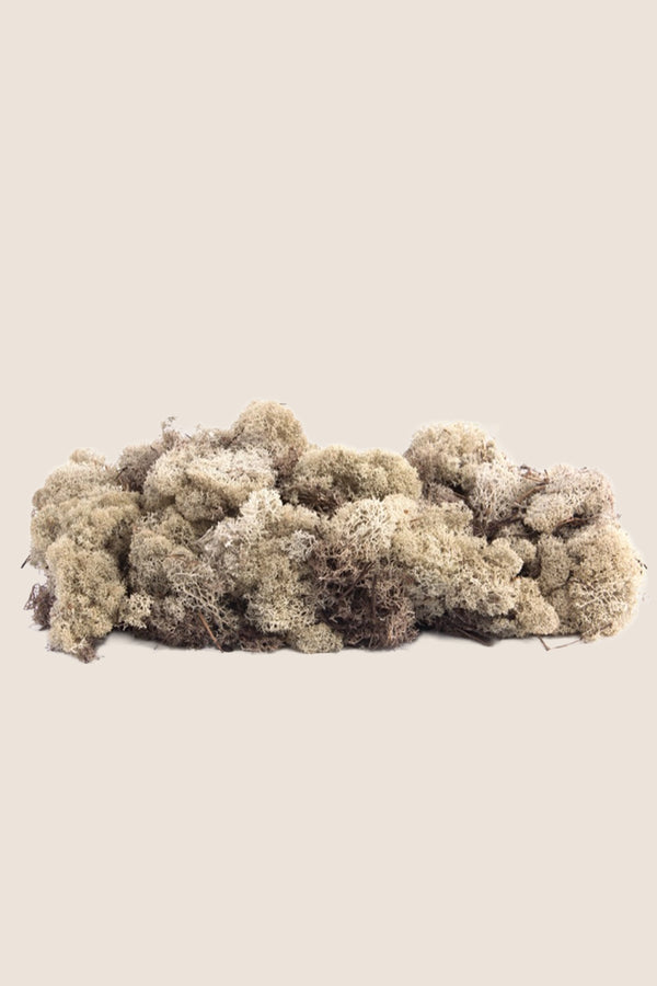 Lichen ~5 kg - Boîte en vrac