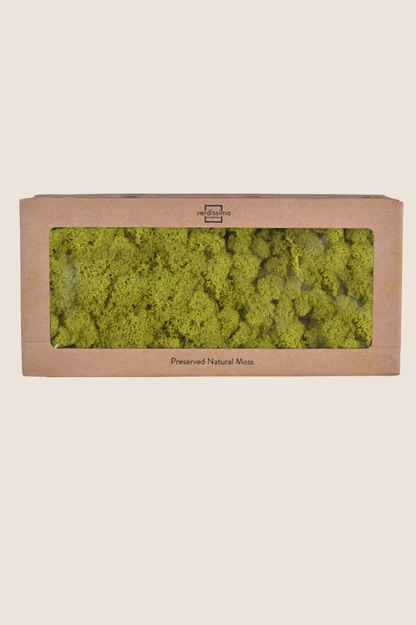 Lichen boîte W