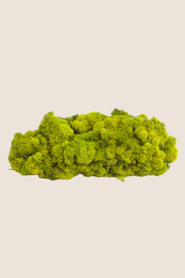 Lichen ~5 kg - Boîte en vrac