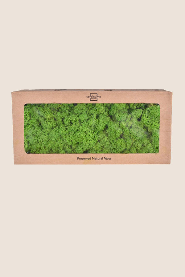 Lichen boîte W