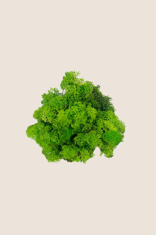 Lichen ~5 kg - Boîte en vrac