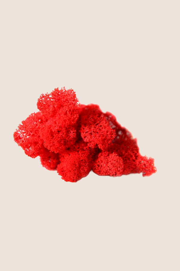 Lichen ~5 kg - Boîte en vrac