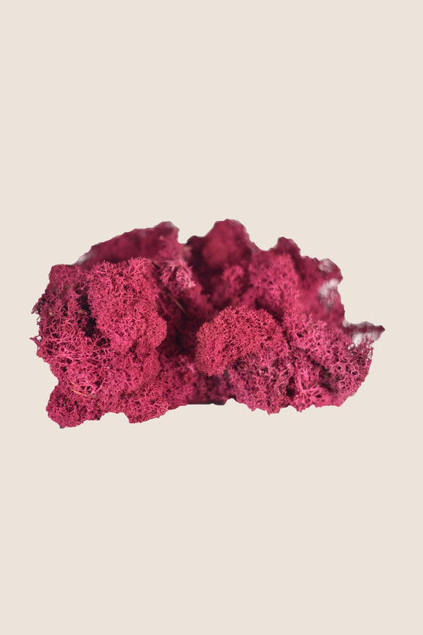 Lichen ~5 kg - Boîte en vrac