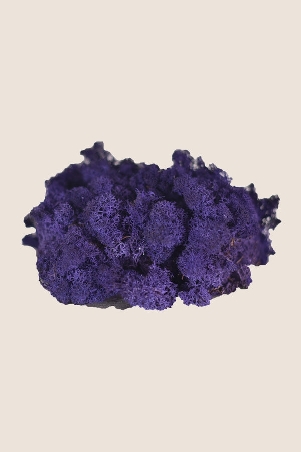 Lichen ~5 kg - Boîte en vrac