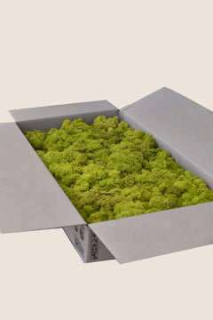 Verde lima