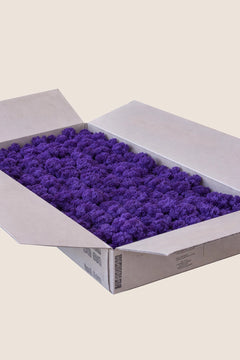 Morado