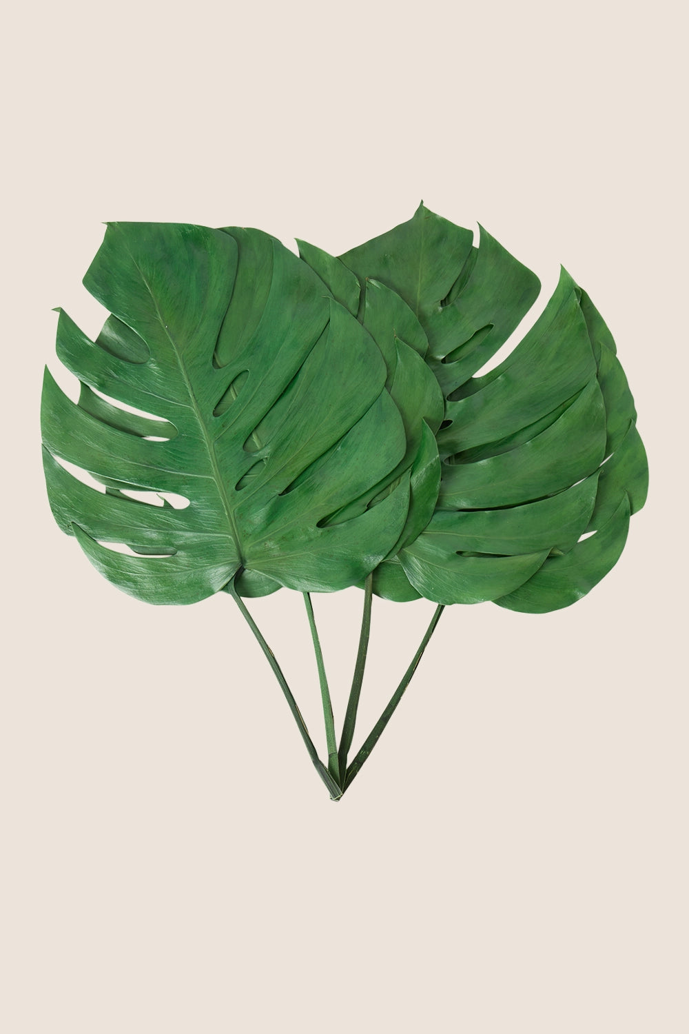 Hoja de monstera