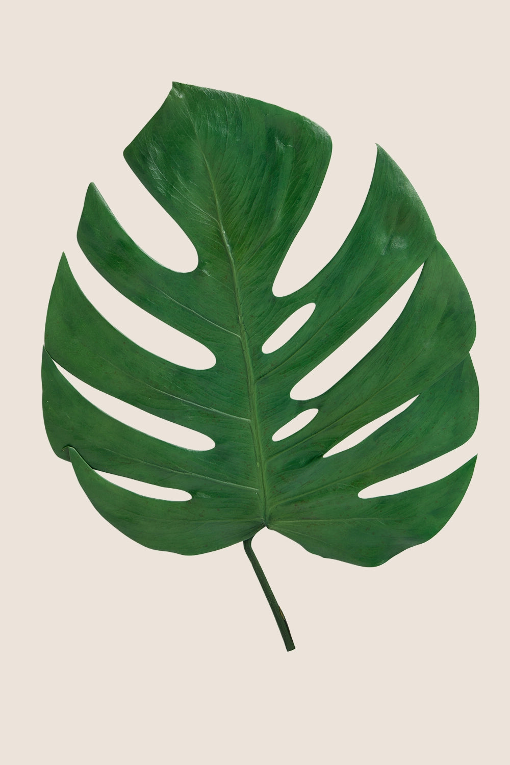 Hoja de monstera