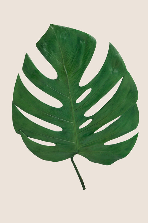Hoja de monstera
