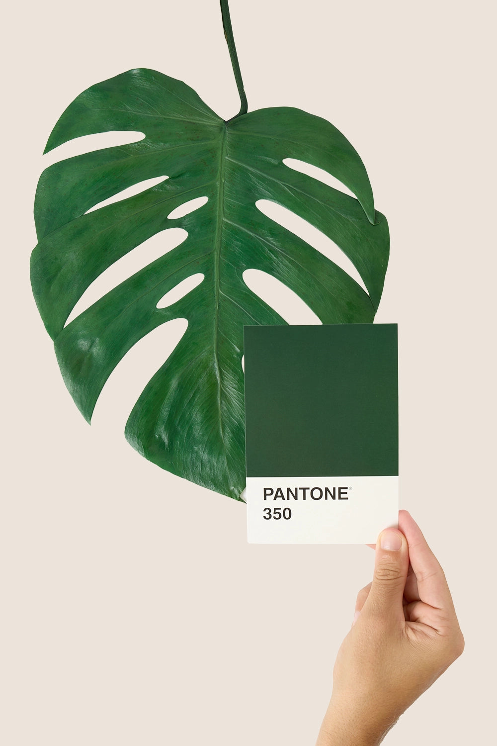 Hoja de monstera