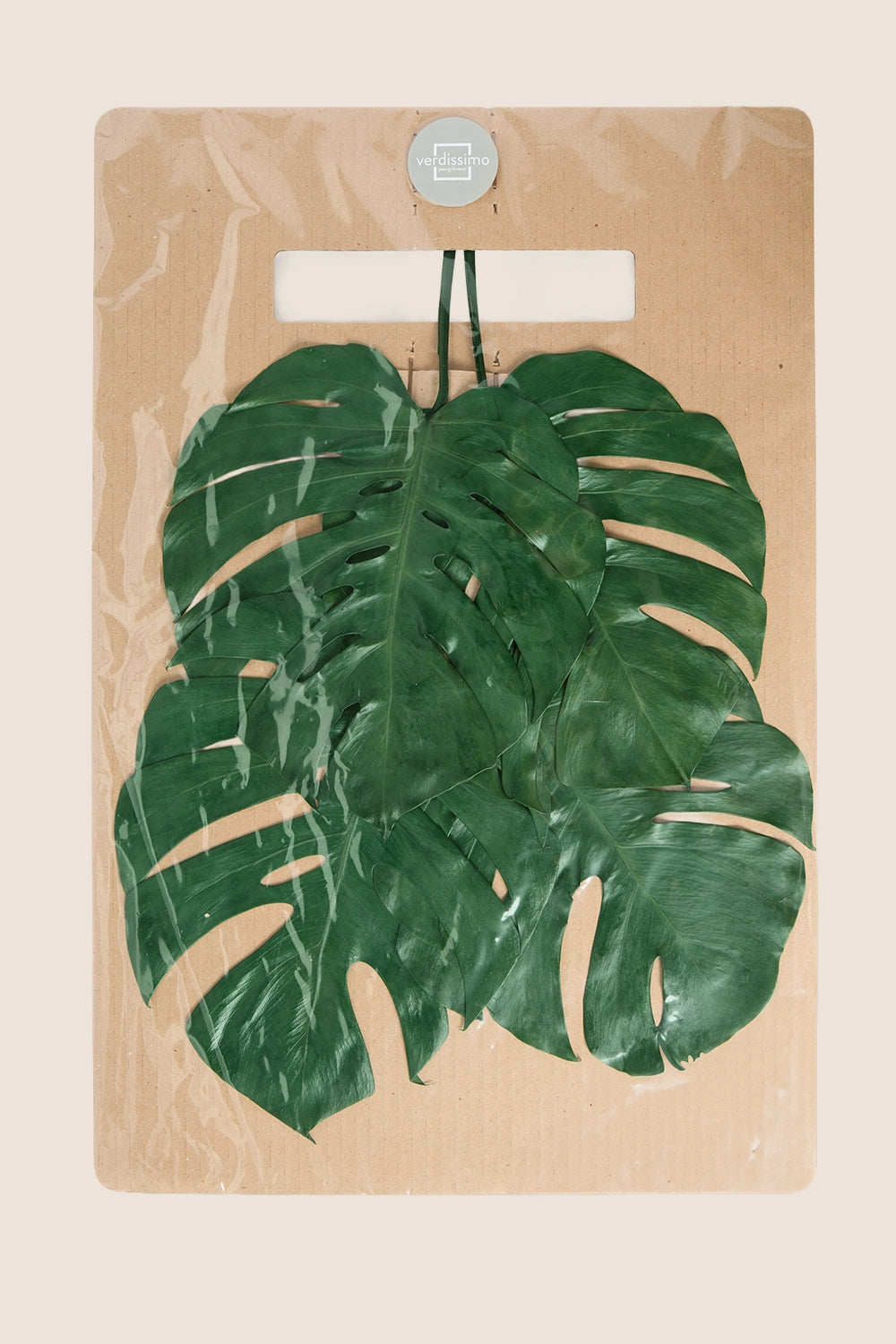 Hoja de monstera