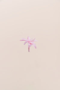 Pastel Pink
