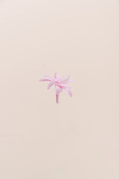 Pastel Pink