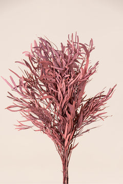 Rot
