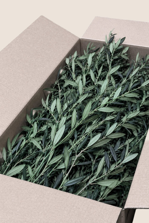 Olive bulk
