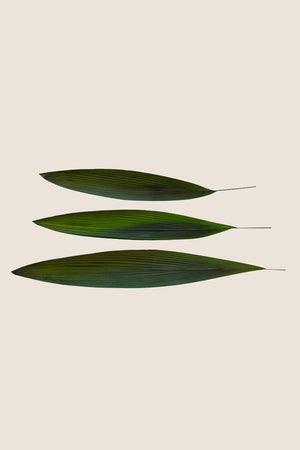 Palm grass