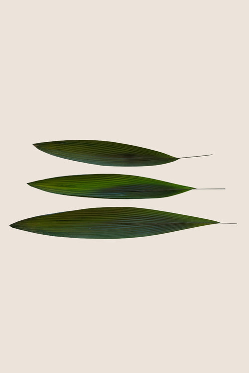 Palmgras