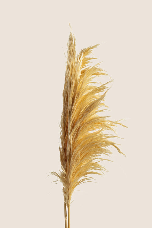 Hierba de la Pampa