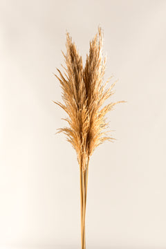 Getoastet