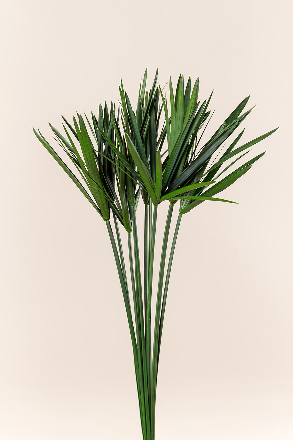 Papiro