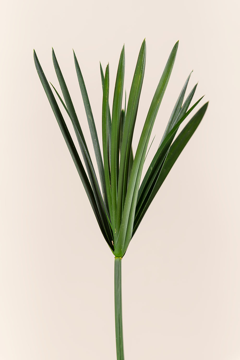 Papiro