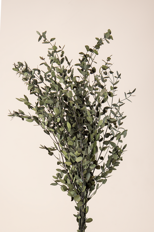 Parvifolia