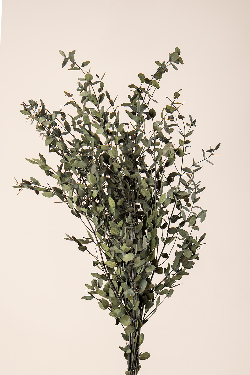 Parvifolia en vrac